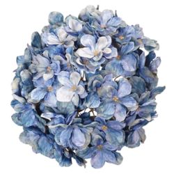 HORTENSJA GŁOWA 20CM CHQ07 A 17 BLUE