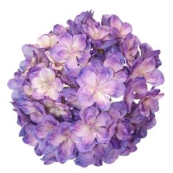 HORTENSJA GŁOWA 20CM CHQ07 1 PURPLE