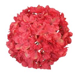 HORTENSJA GŁOWA 20CM CHQ07 5 RED