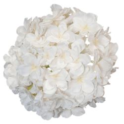 HORTENSJA GŁOWA 20CM CHQ07 15 CREAM