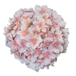 HORTENSJA GŁOWA 20CM CHQ07 3 LT PEACH