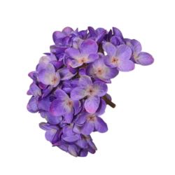 HORTENSJA DROBNA – GŁOWA 14CM MY110 LAVENDER