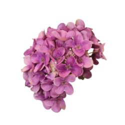 HORTENSJA DROBNA – GŁOWA 14CM MY110 VIOLET