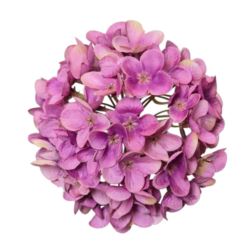 HORTENSJA DROBNA – GŁOWA 14CM MY110 VIOLET