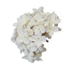 HORTENSJA DROBNA – GŁOWA 14CM MY110 5 WHITE