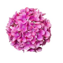 HORTENSJA DROBNA – GŁOWA 14CM MY110 2 DK PINK