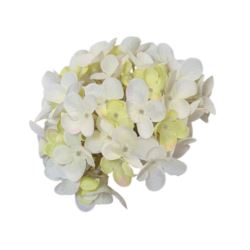 HORTENSJA DROBNA – GŁOWA 14CM MY110 3 CREAM GREEN