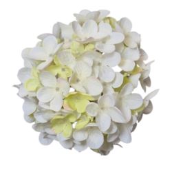 HORTENSJA DROBNA – GŁOWA 14CM MY110 3 CREAM GREEN