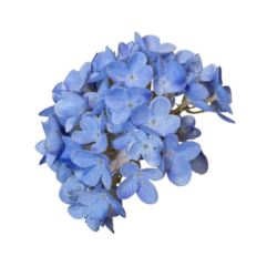 HORTENSJA DROBNA – GŁOWA 14CM MY110 4 BLUE