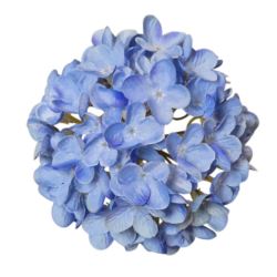 HORTENSJA DROBNA – GŁOWA 14CM MY110 4 BLUE