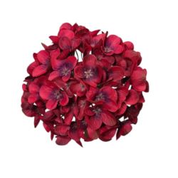 HORTENSJA DROBNA – GŁOWA 14CM MY110 DK RED