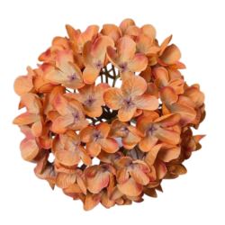 HORTENSJA DROBNA – GŁOWA 14CM MY110 BROWN
