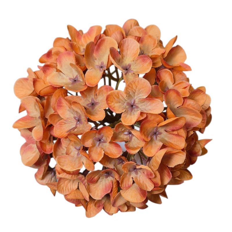 HORTENSJA DROBNA – GŁOWA 14CM MY110 BROWN