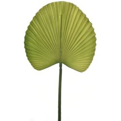 LIŚĆ PALMY 55CM JUN045 GREEN