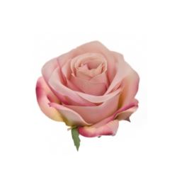 RÓŻA WYROBOWA 8CM SUN385 LT MAUVE