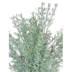 TUJA CYPRYSOWA BUKIET DODATEK 48CM POWDER GREEN