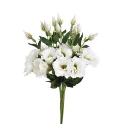 EUSTOMA SPRAY SUN357 WHITE DIRTY GREEN