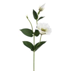 EUSTOMA SPRAY SUN357 WHITE DIRTY GREEN