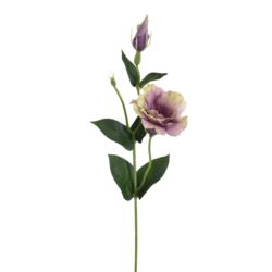 EUSTOMA NA PIKU 47CM SUN357 DIRTY VIOLET GREEN