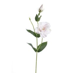 EUSTOMA NA PIKU 47CM SUN357 PEARL