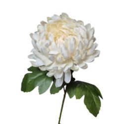 CHRYZANTEMA POJEDYNCZA GAŁĄZKA 77CM CREAM WHITE