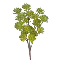 SUKULENT MINI ESZEWERIA GAŁĄZKA 5 PIC 30CM GRN YEL