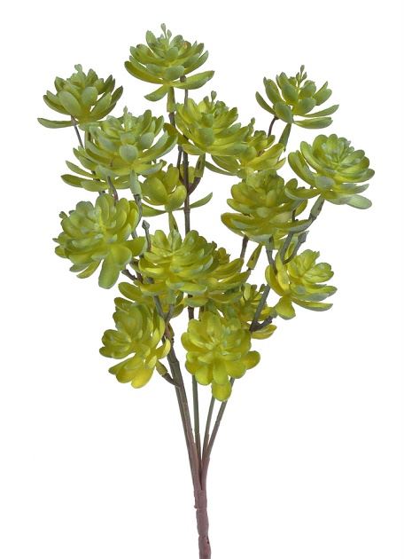 SUKULENT MINI ESZEWERIA GAŁĄZKA 5 PIC 30CM GRN YEL