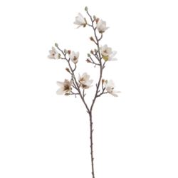 MAGNOLIA DROBNOKWIATOWA GAŁ. 90CM AUTUMN CRM