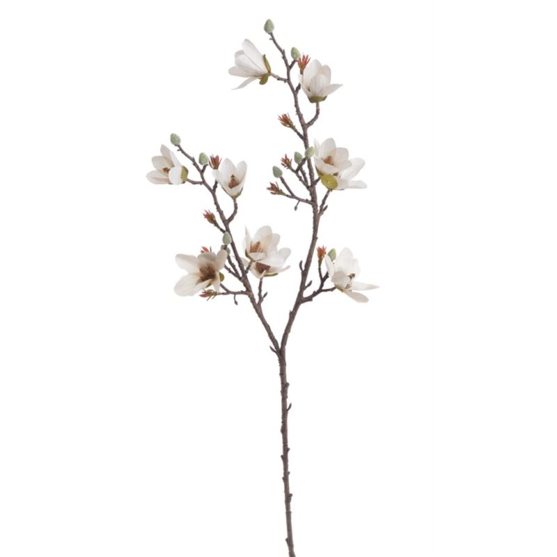 MAGNOLIA DROBNOKWIATOWA GAŁ. 90CM AUTUMN CRM