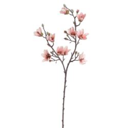 MAGNOLIA DROBNOKWIATOWA GAŁ. 90CM AUTUMN CRM PK