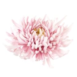 CHRYZANTEMA PŁASKA 20CM SOFT BLUSH PINK