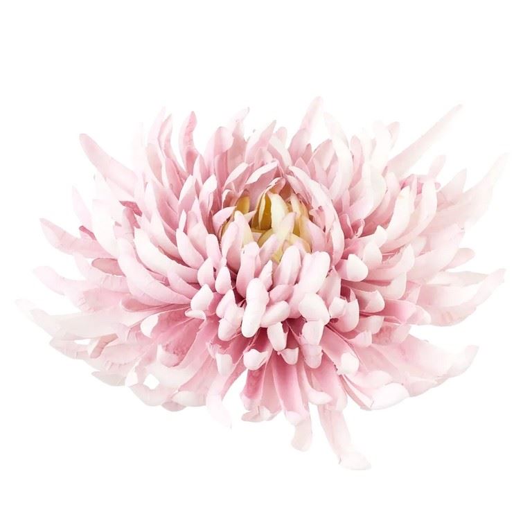 CHRYZANTEMA PŁASKA 20CM SOFT BLUSH PINK