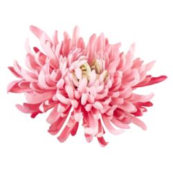 CHRYZANTEMA PŁASKA 20CM MIDIUM PINK