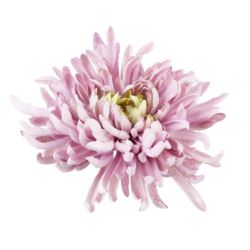 CHRYZANTEMA PŁASKA 20CM PALE LAVENDER