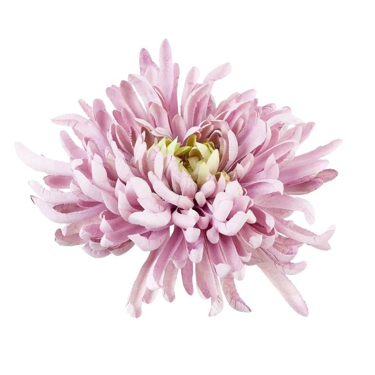 CHRYZANTEMA PŁASKA 20CM PALE LAVENDER