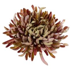 CHRYZANTEMA PŁASKA 20CM BROWNISH OLIVE