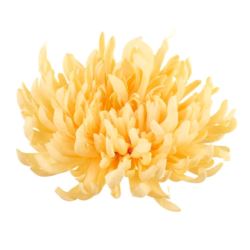 CHRYZANTEMA PŁASKA 20CM LIGHT GOLDEN YELLOW