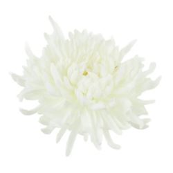 CHRYZANTEMA PŁASKA 20CM CREAM WHITE
