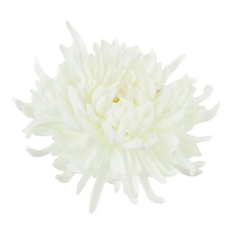 CHRYZANTEMA PŁASKA 20CM CREAM WHITE