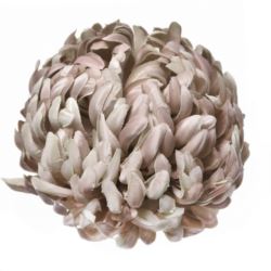 Chryzantema głowa 15cm ART037 cappuccino