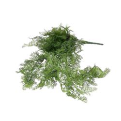 ASPARAGUS ZWIS - GĘSTY 78CM GREEN