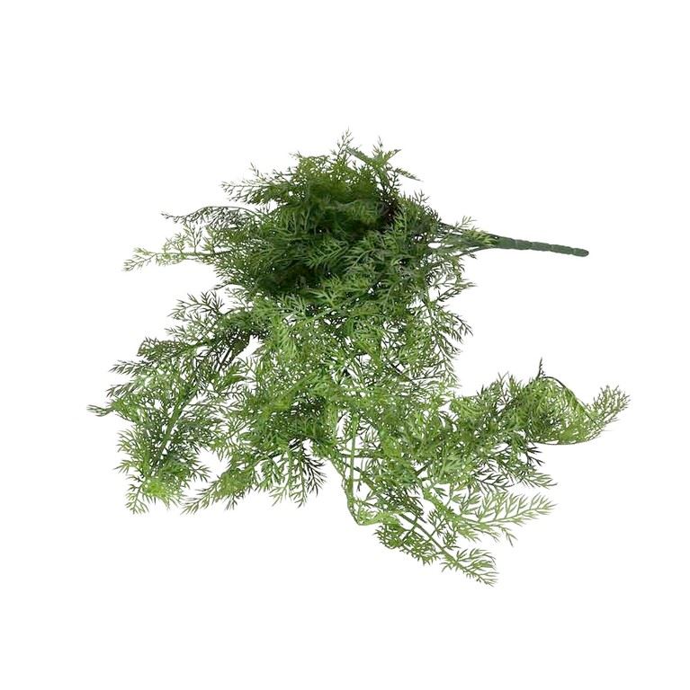 ASPARAGUS ZWIS - GĘSTY 78CM GREEN