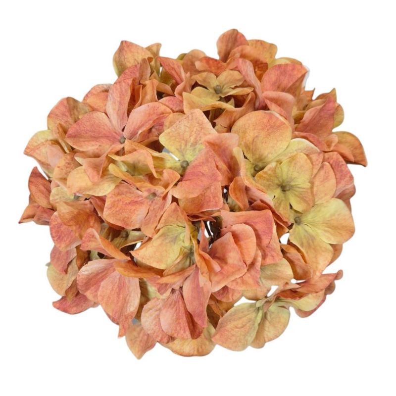 HORTENSJA GŁOWA 19CM B34-04 GOLD ORANGE GREEN