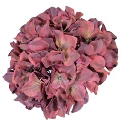 HORTENSJA GŁOWA 19CM B34-07 BURGUNDY VINE