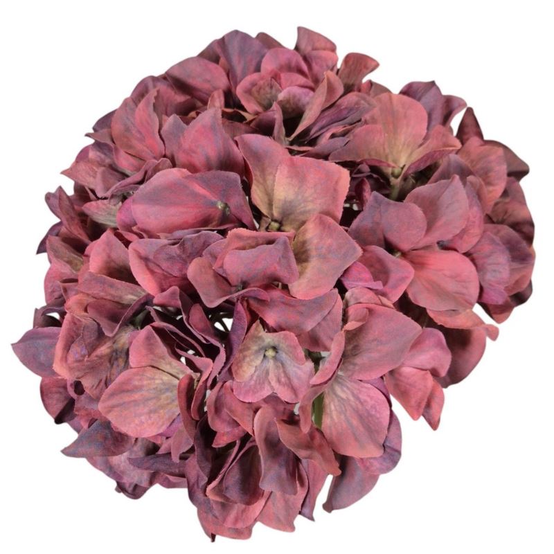 HORTENSJA GŁOWA 19CM B34-07 BURGUNDY VINE