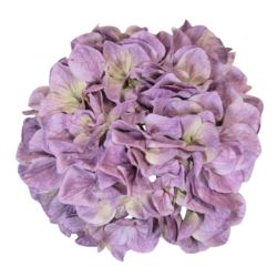 HORTENSJA GŁOWA 19CM B34-10 OLD VIOLET GREEN