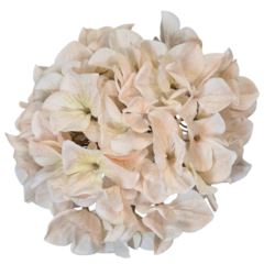 HORTENSJA GŁOWA 19CM B34-01 OLD CREAM PEACH