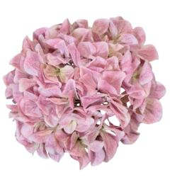 HORTENSJA GŁOWA 19CM B34-08 LT MAUVE PINK GREEN