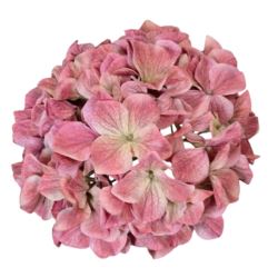 HORTENSJA GŁOWA 19CM B34-09 MAUVE PINK GREEN