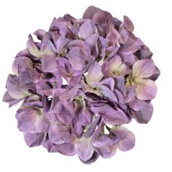 HORTENSJA GŁOWA 19CM B34-15 OLD PURPLE GREEN